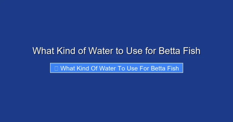 What Kind of Water to Use for Betta Fish