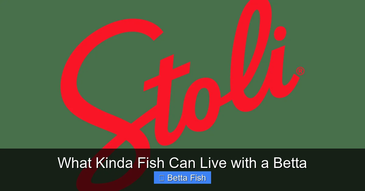 What Kinda Fish Can Live with a Betta