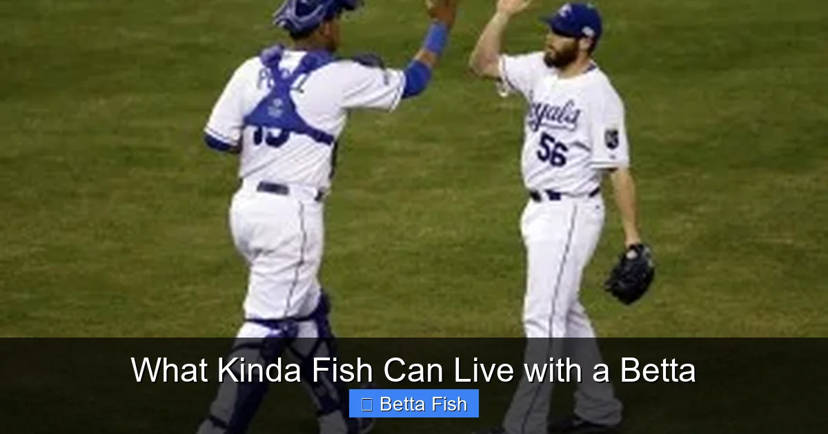 What Kinda Fish Can Live with a Betta