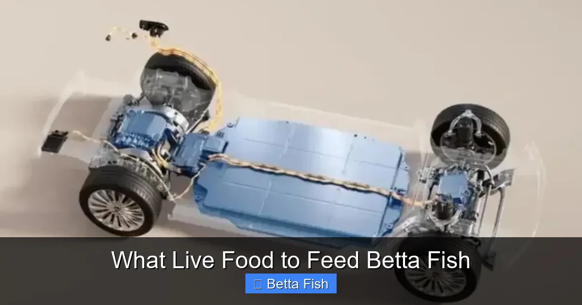 What Live Food to Feed Betta Fish