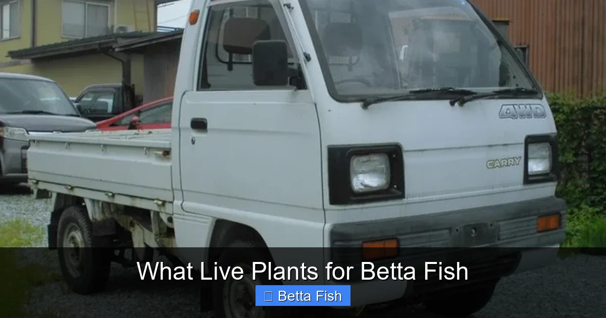What Live Plants for Betta Fish