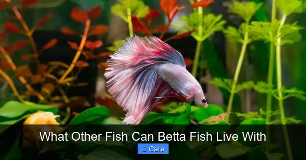 What Other Fish Can Betta Fish Live With
