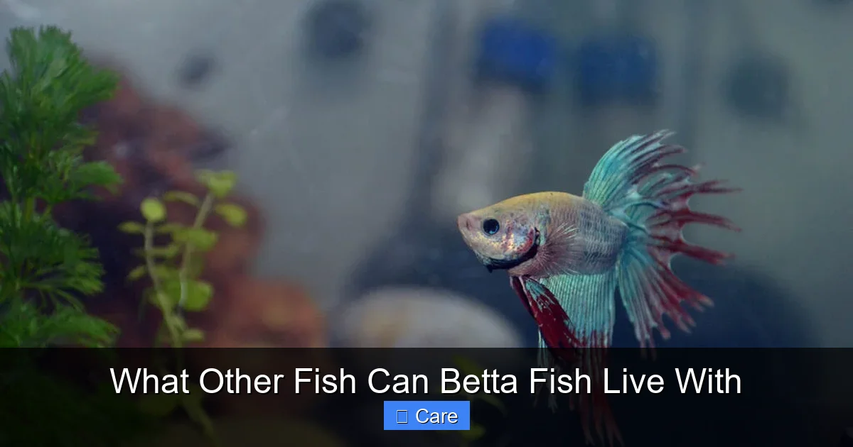 What Other Fish Can Betta Fish Live With
