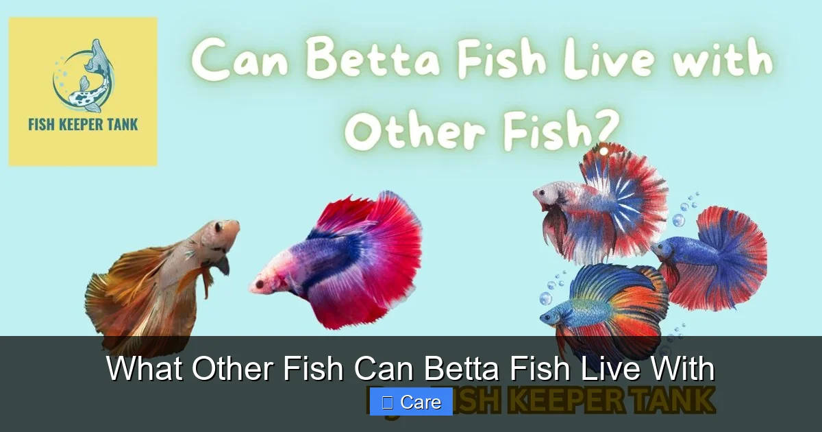 What Other Fish Can Betta Fish Live With