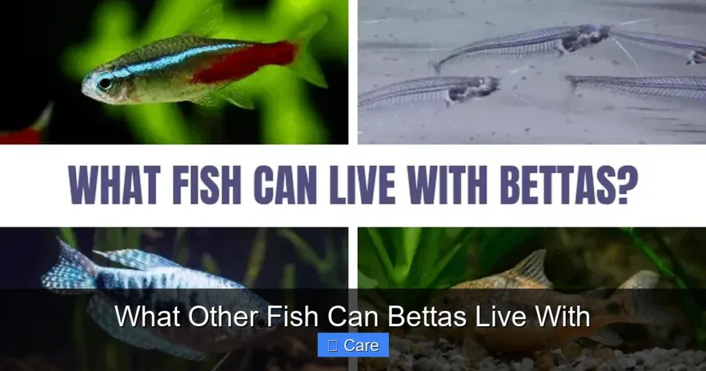 What Other Fish Can Bettas Live With