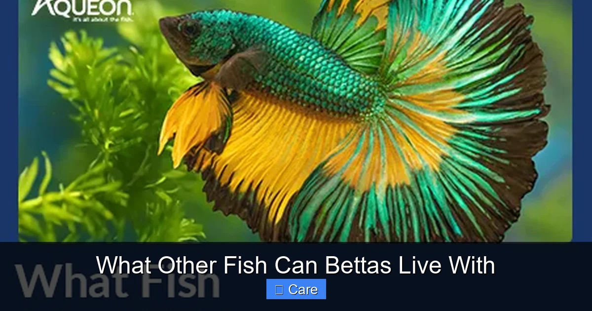 What Other Fish Can Bettas Live With