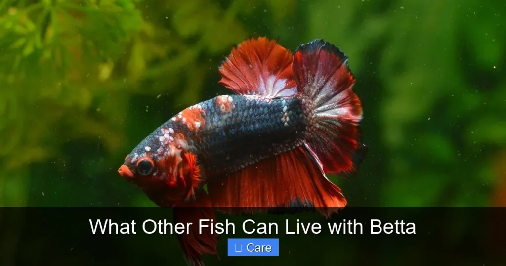 What Other Fish Can Live with Betta