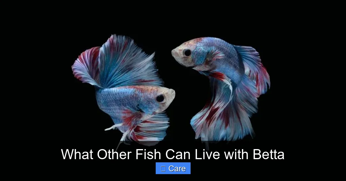 What Other Fish Can Live with Betta