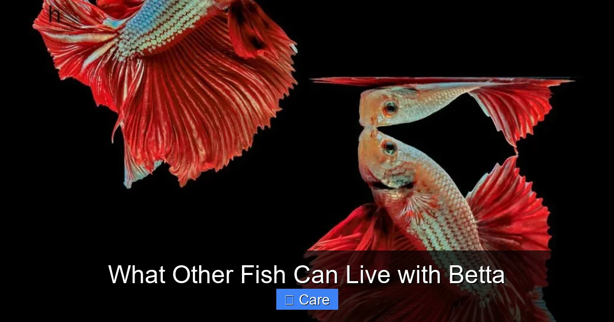 What Other Fish Can Live with Betta
