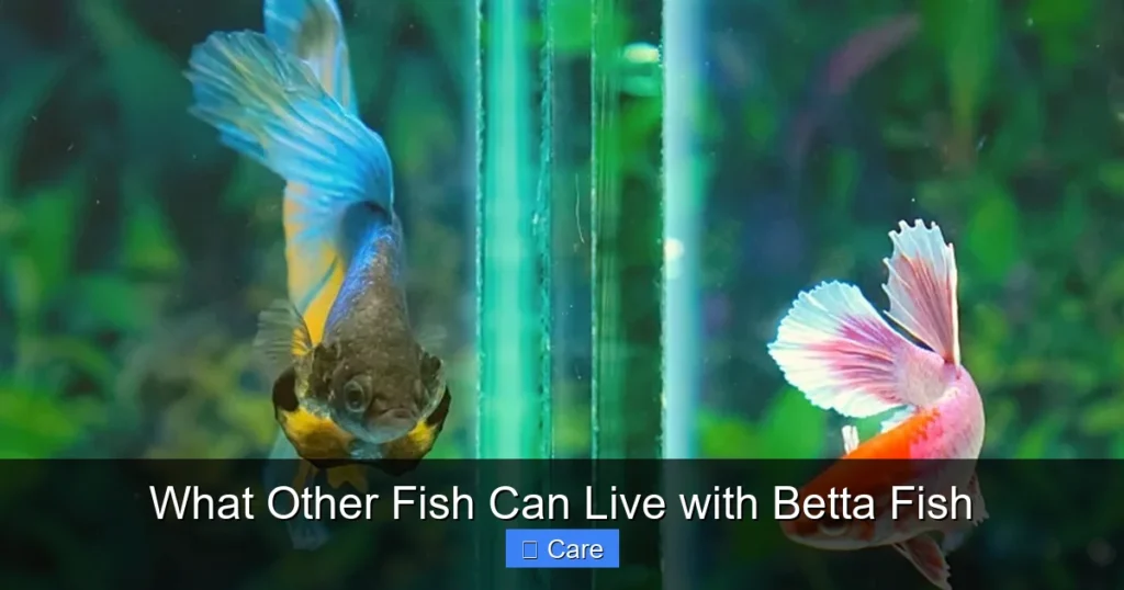 What Other Fish Can Live with Betta Fish