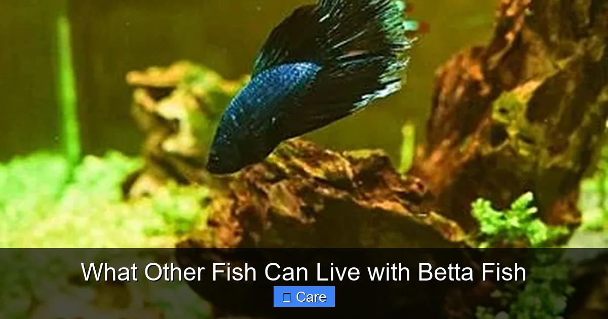 What Other Fish Can Live with Betta Fish