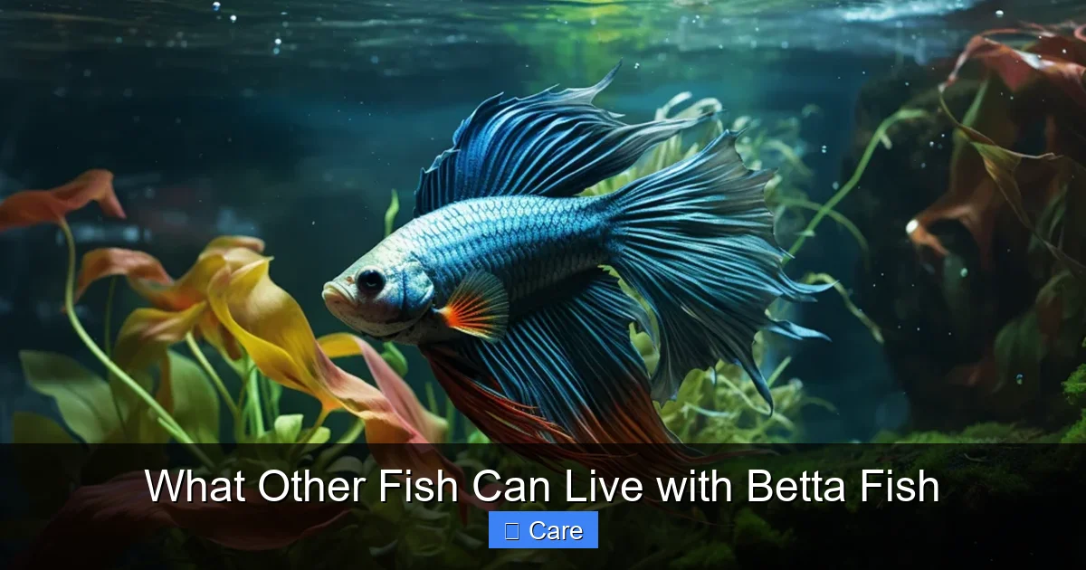 What Other Fish Can Live with Betta Fish