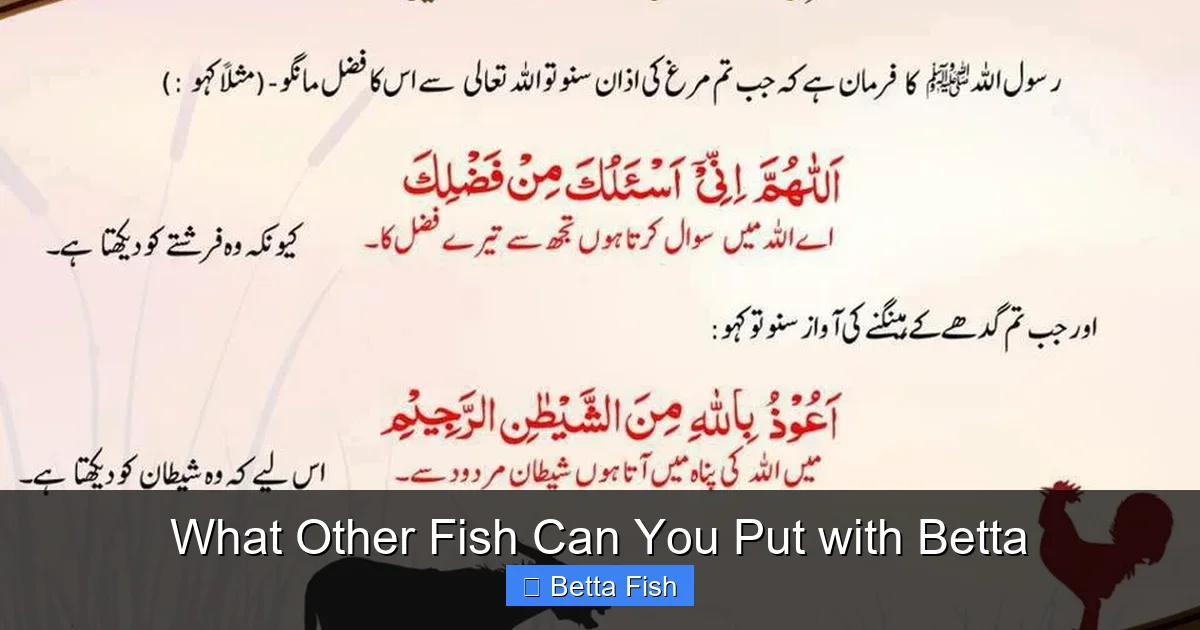 What Other Fish Can You Put with Betta