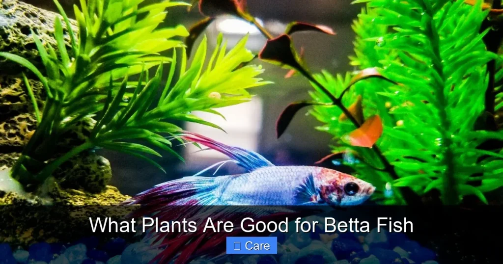What Plants Are Good for Betta Fish