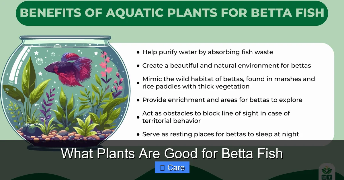 What Plants Are Good for Betta Fish