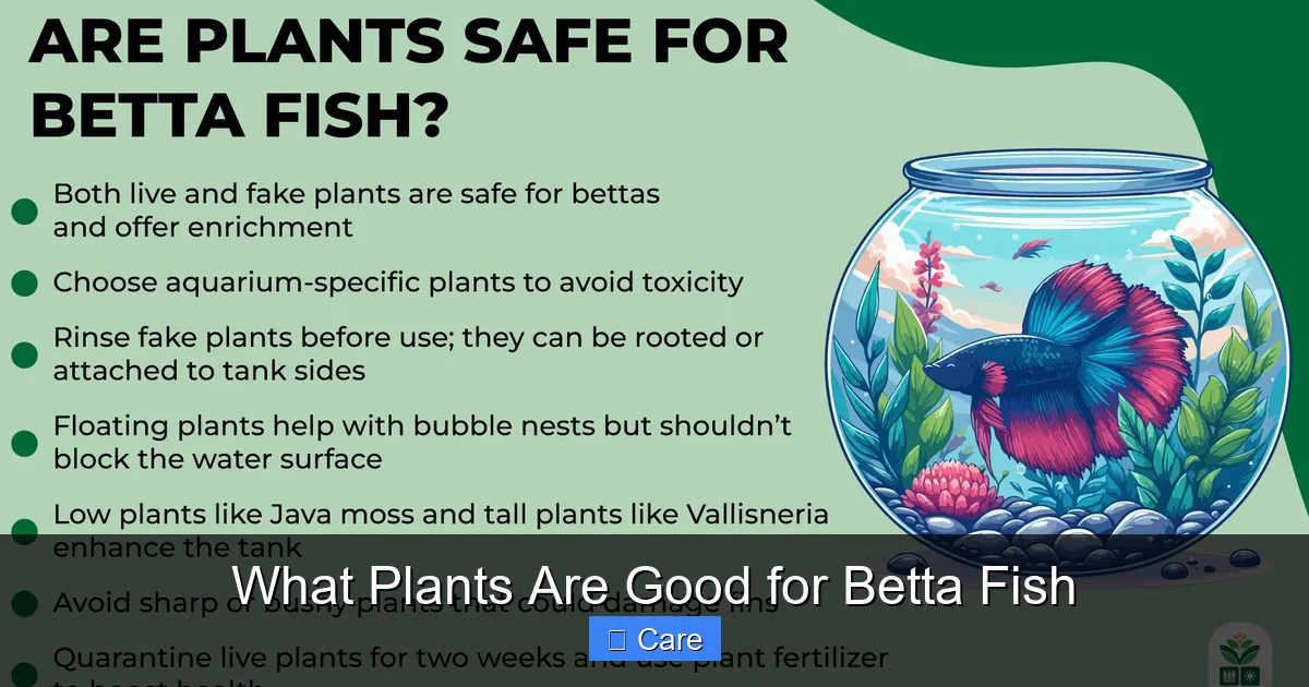 What Plants Are Good for Betta Fish