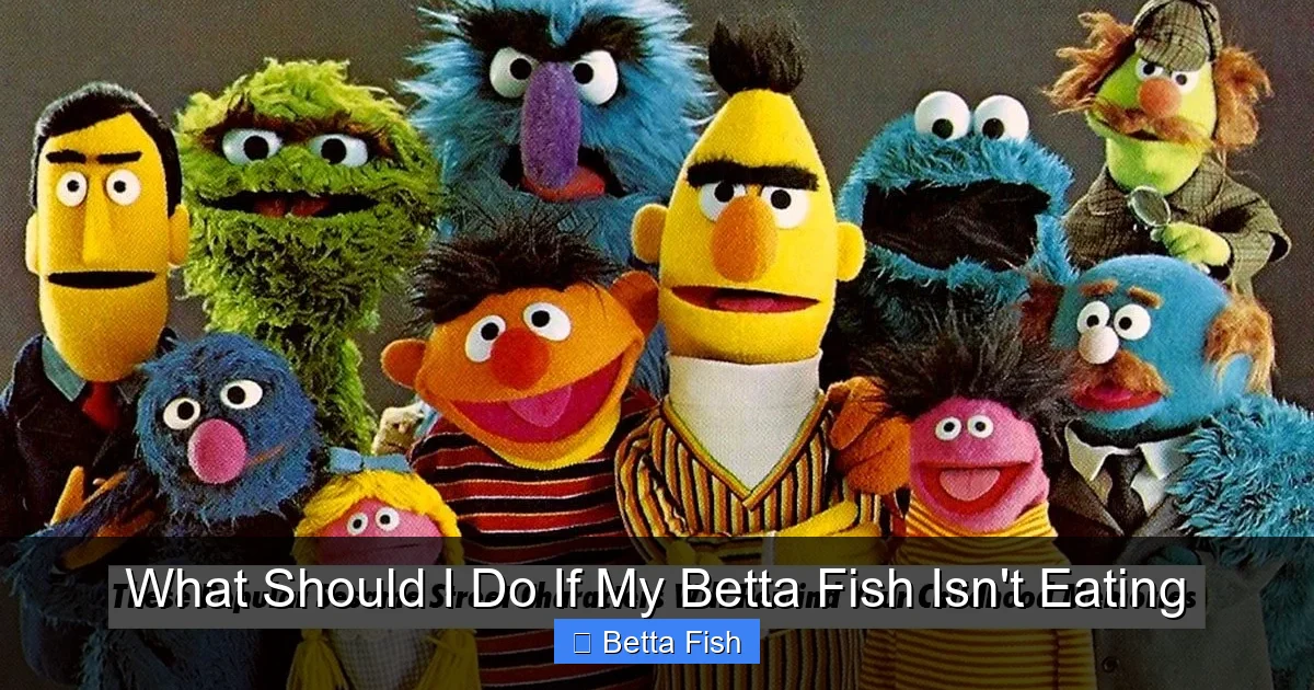 What Should I Do If My Betta Fish Isn't Eating