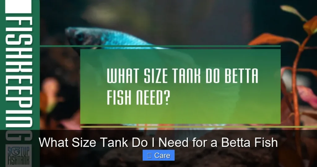 What Size Tank Do I Need for a Betta Fish