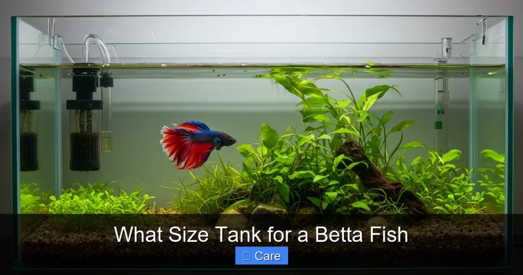 What Size Tank for a Betta Fish