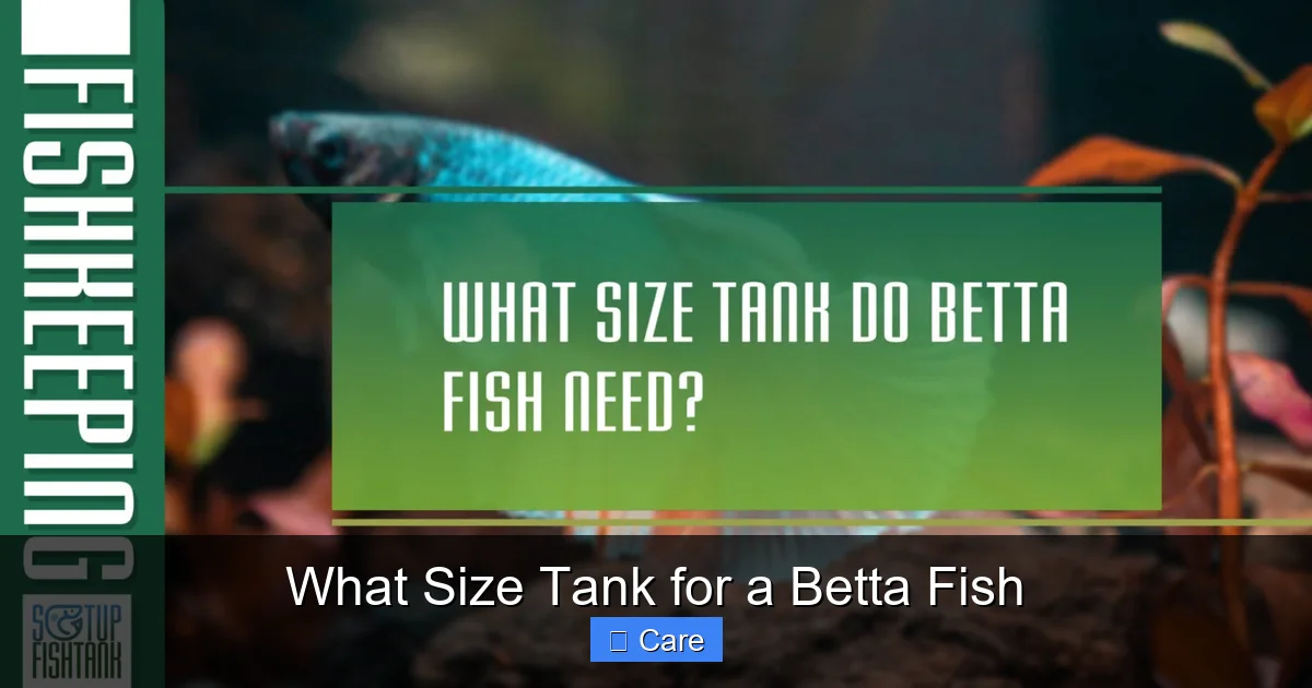 What Size Tank for a Betta Fish