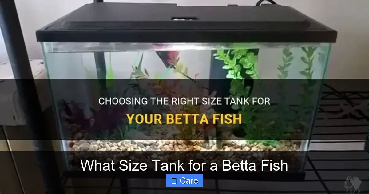What Size Tank for a Betta Fish
