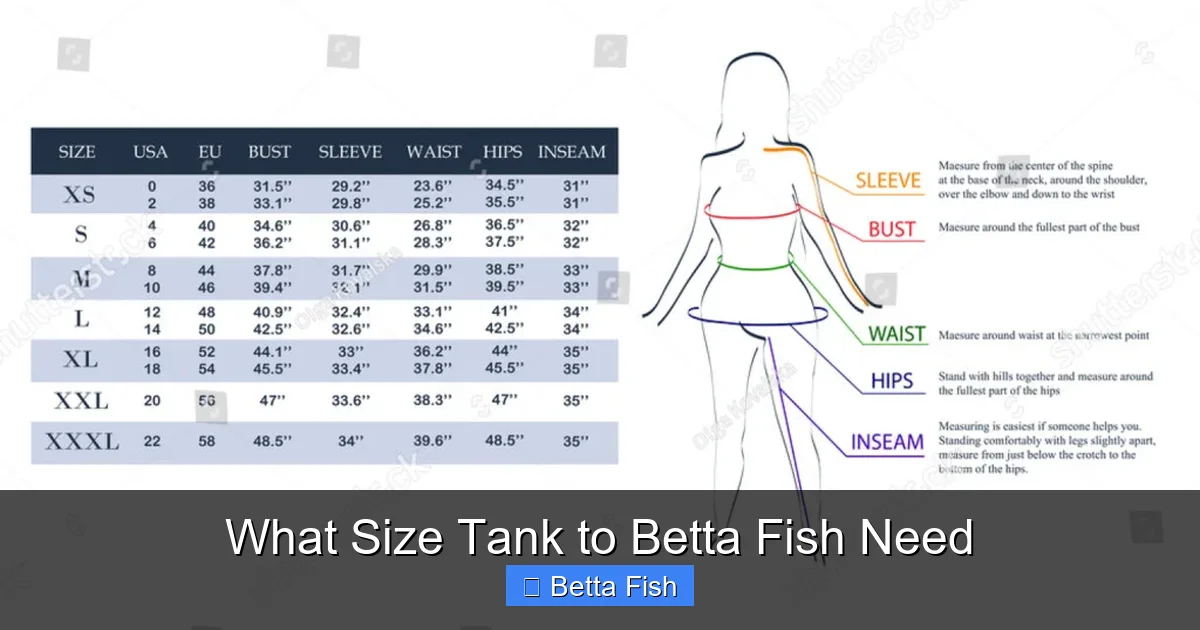 What Size Tank to Betta Fish Need