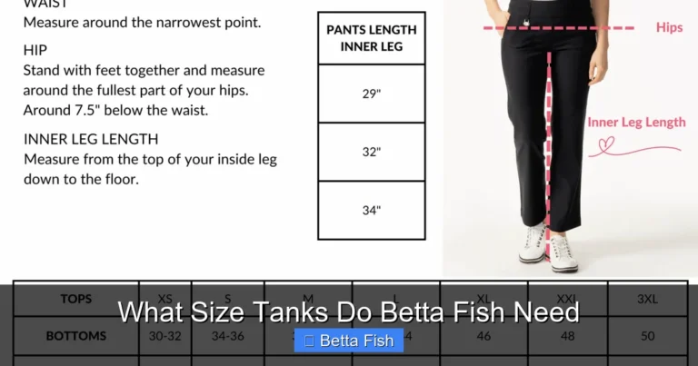 What Size Tanks Do Betta Fish Need