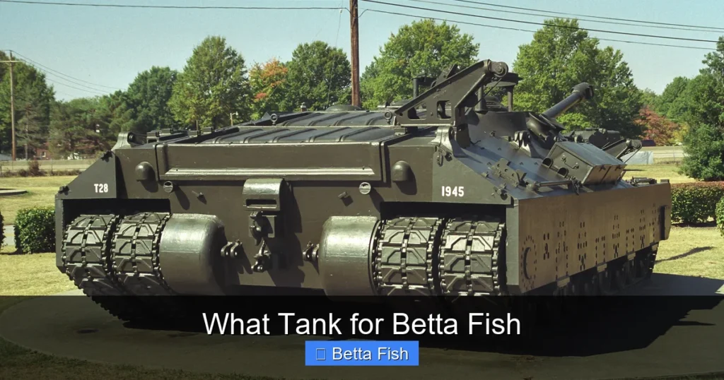What Tank for Betta Fish