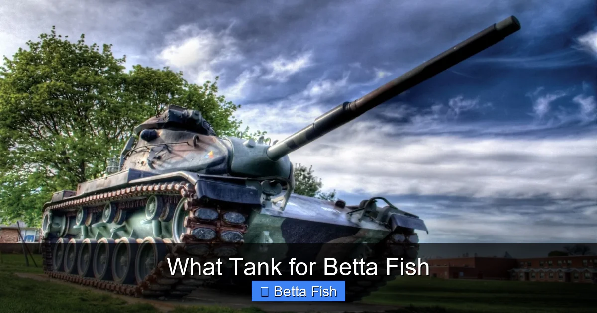 What Tank for Betta Fish
