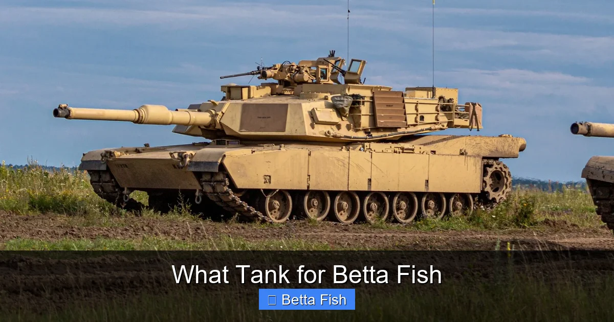 What Tank for Betta Fish