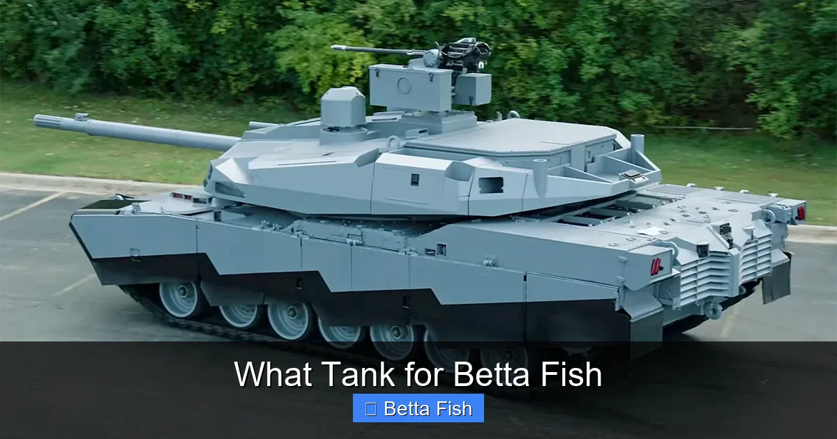 What Tank for Betta Fish