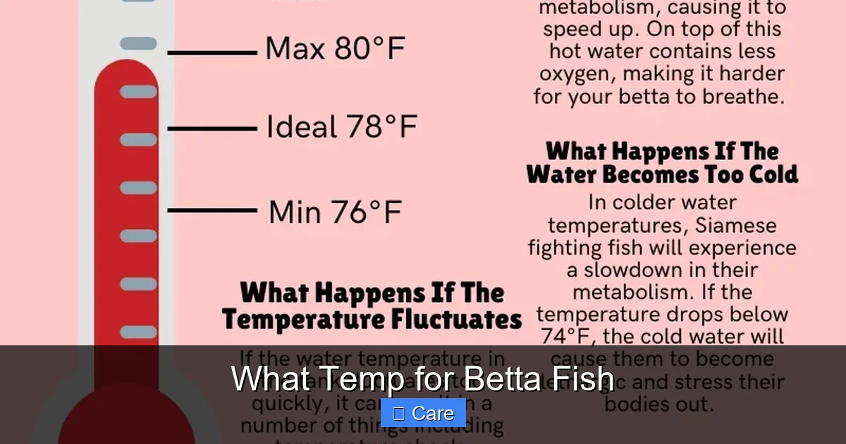 What Temp for Betta Fish