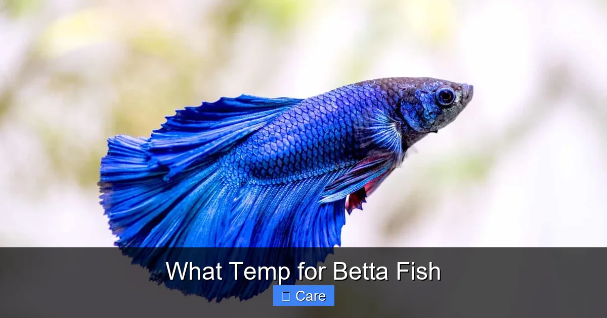 What Temp for Betta Fish