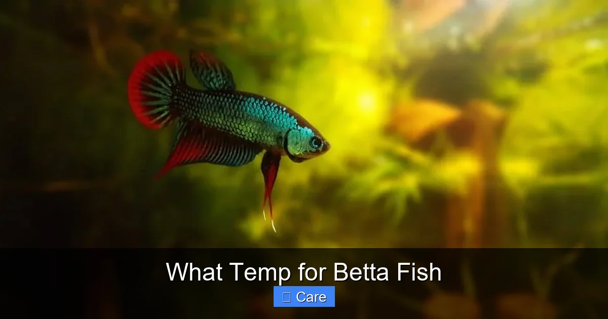 What Temp for Betta Fish