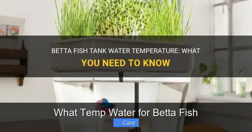 What Temp Water for Betta Fish
