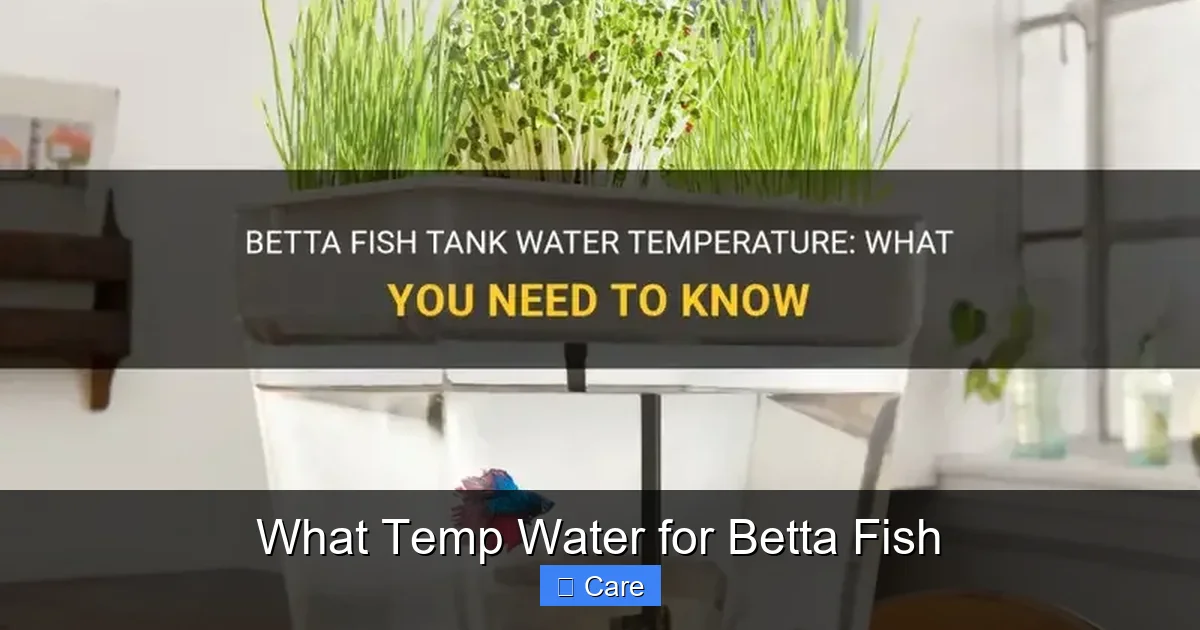 What Temp Water for Betta Fish