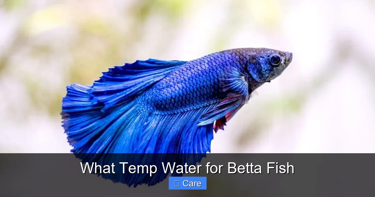 What Temp Water for Betta Fish