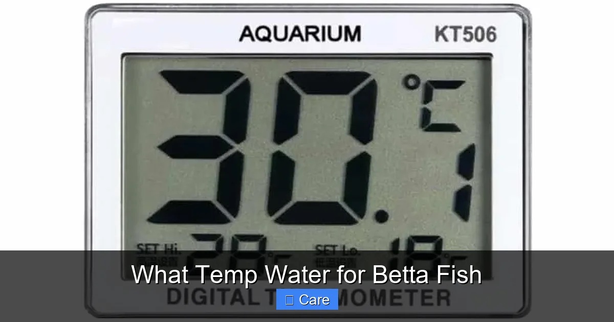 What Temp Water for Betta Fish
