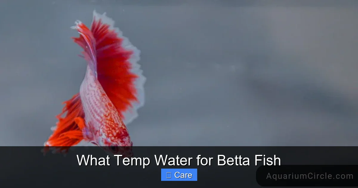 What Temp Water for Betta Fish