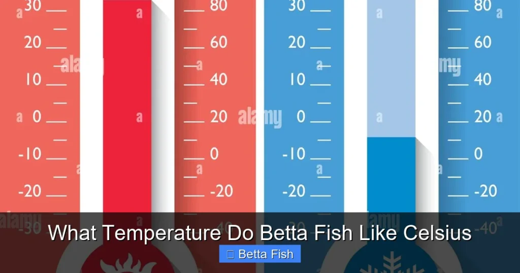 What Temperature Do Betta Fish Like Celsius
