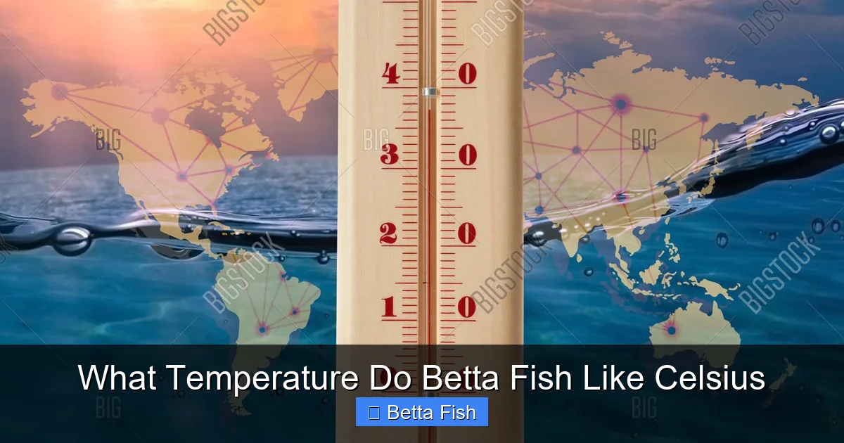 What Temperature Do Betta Fish Like Celsius