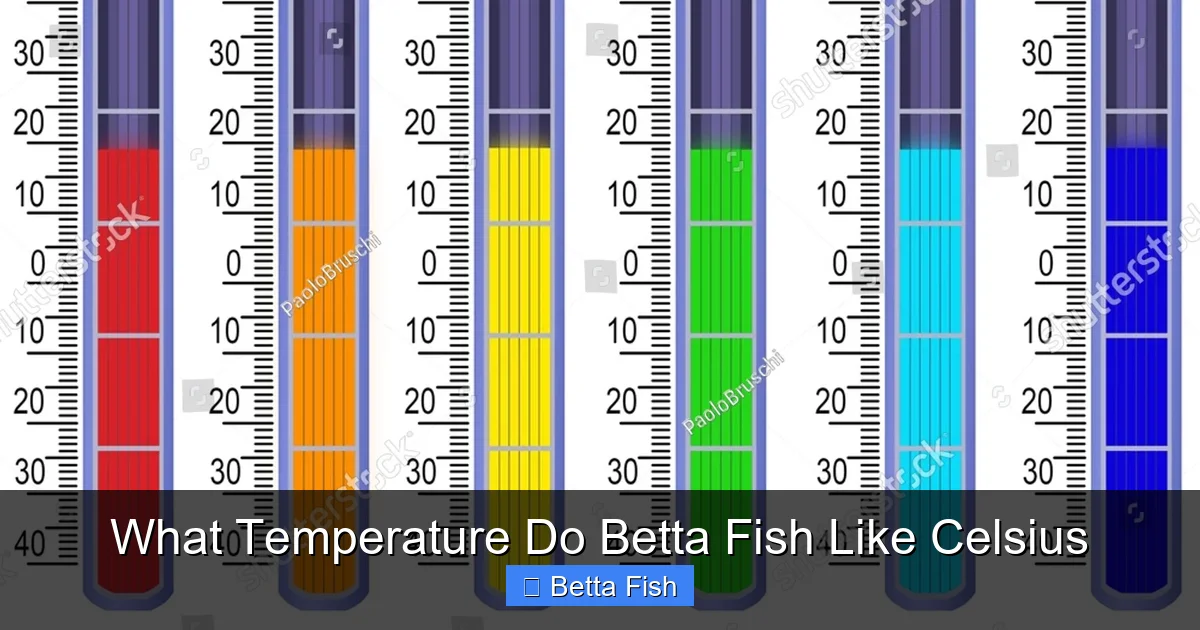 What Temperature Do Betta Fish Like Celsius