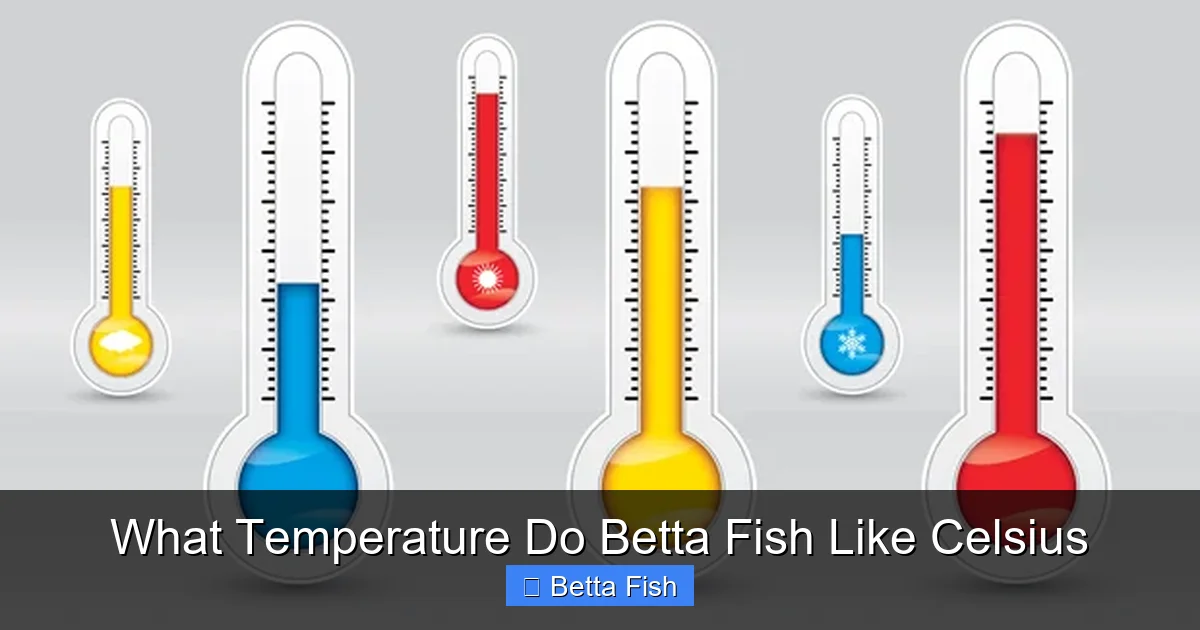 What Temperature Do Betta Fish Like Celsius