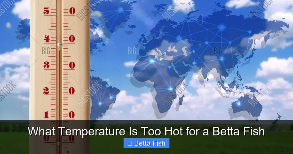 What Temperature Is Too Hot for a Betta Fish