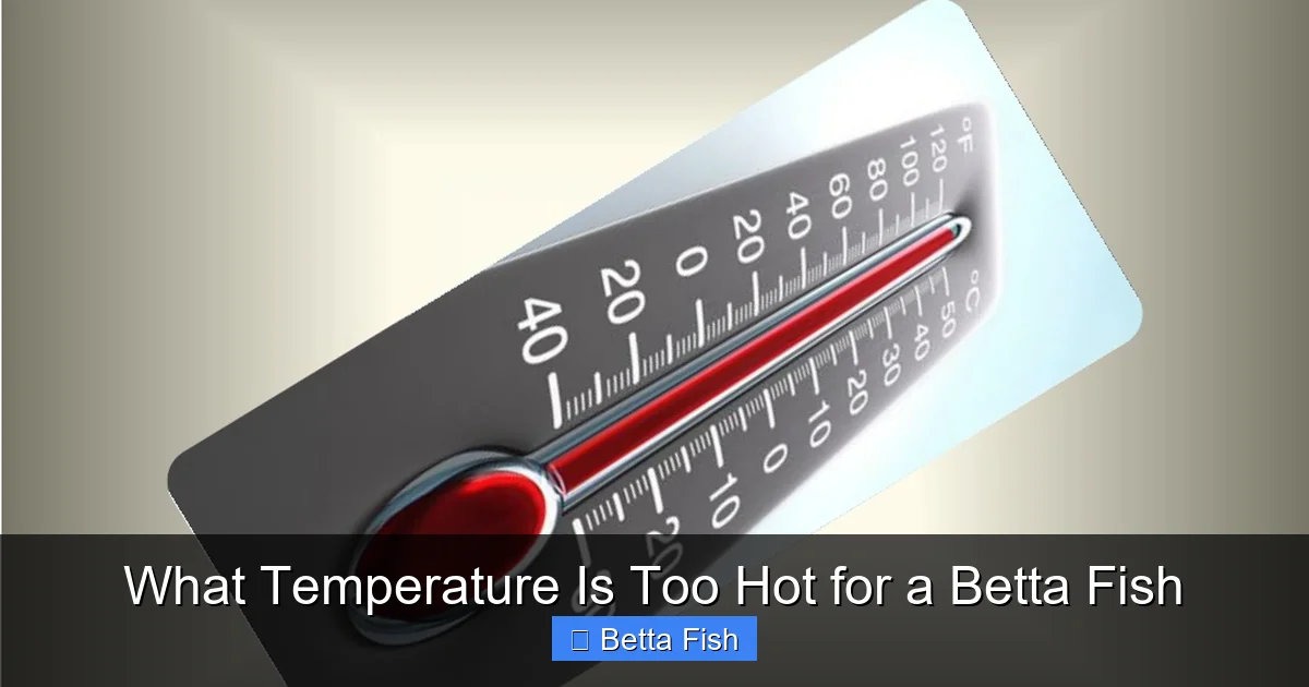 What Temperature Is Too Hot for a Betta Fish