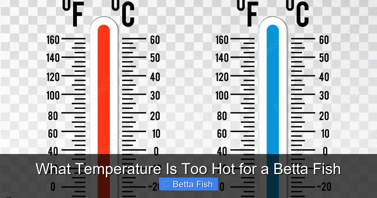 What Temperature Is Too Hot for a Betta Fish