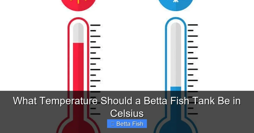What Temperature Should a Betta Fish Tank Be in Celsius