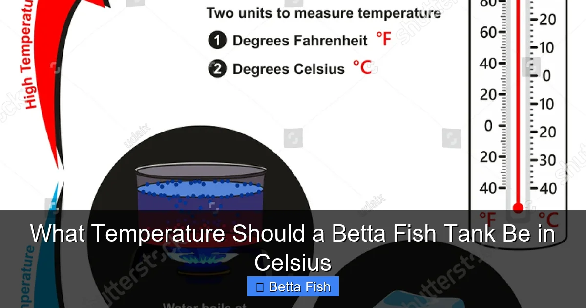 What Temperature Should a Betta Fish Tank Be in Celsius