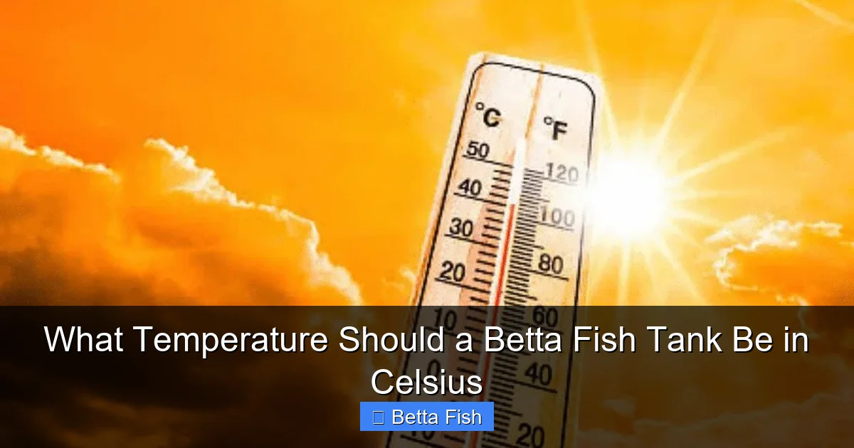 What Temperature Should a Betta Fish Tank Be in Celsius