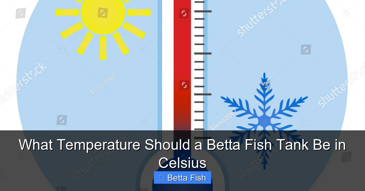What Temperature Should a Betta Fish Tank Be in Celsius